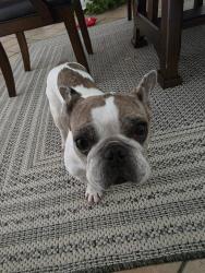 Found/Stray Female Dog last seen Atascocita middle school, Humble, TX 77346