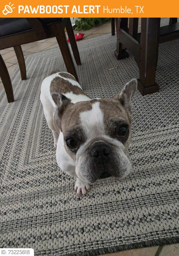 Found/Stray Female Dog last seen Atascocita middle school, Humble, TX 77346