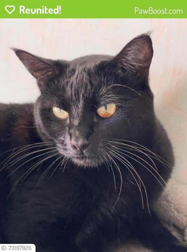 Reunited Female Cat last seen 8th st & A st, Port Angeles, WA 98363