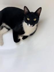 Found/Stray Male Cat last seen 7th and Normandie, Los Angeles, CA 90005