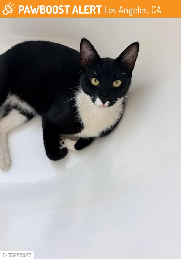 Found/Stray Male Cat last seen 7th and Normandie, Los Angeles, CA 90005