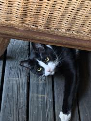 Lost Female Cat last seen Off 147th and 28th, behind LifePoint Church and near Lake Connor Park, Lake Stevens, WA 98258