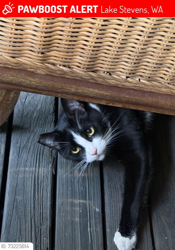 Lost Female Cat last seen Off 147th and 28th, behind LifePoint Church and near Lake Connor Park, Lake Stevens, WA 98258