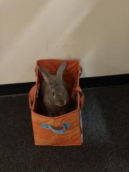 Found/Stray Unknown Rabbit last seen pearl district, Portland, OR 97209