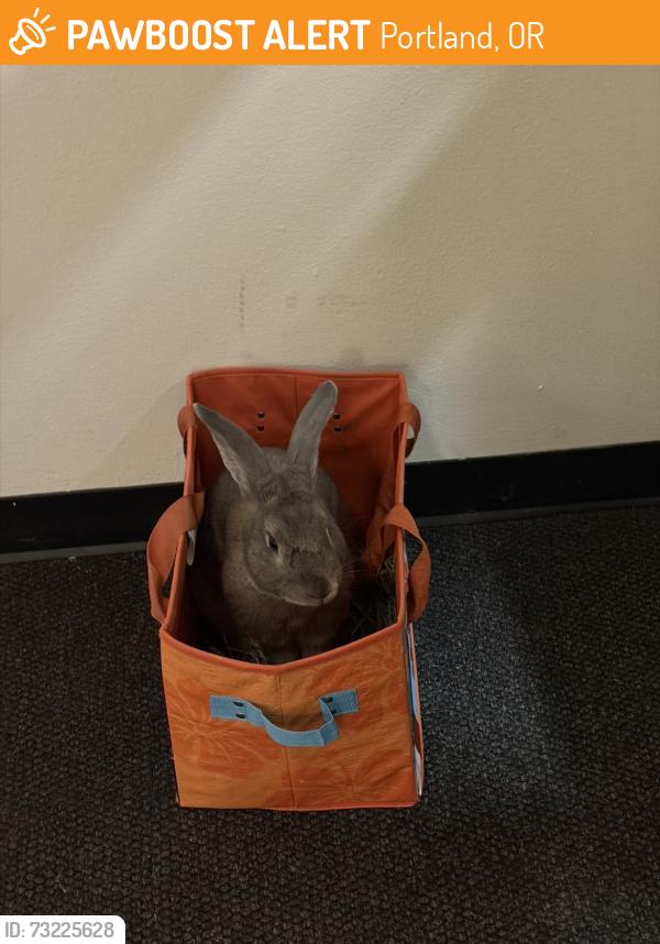 Found/Stray Unknown Rabbit last seen pearl district, Portland, OR 97209