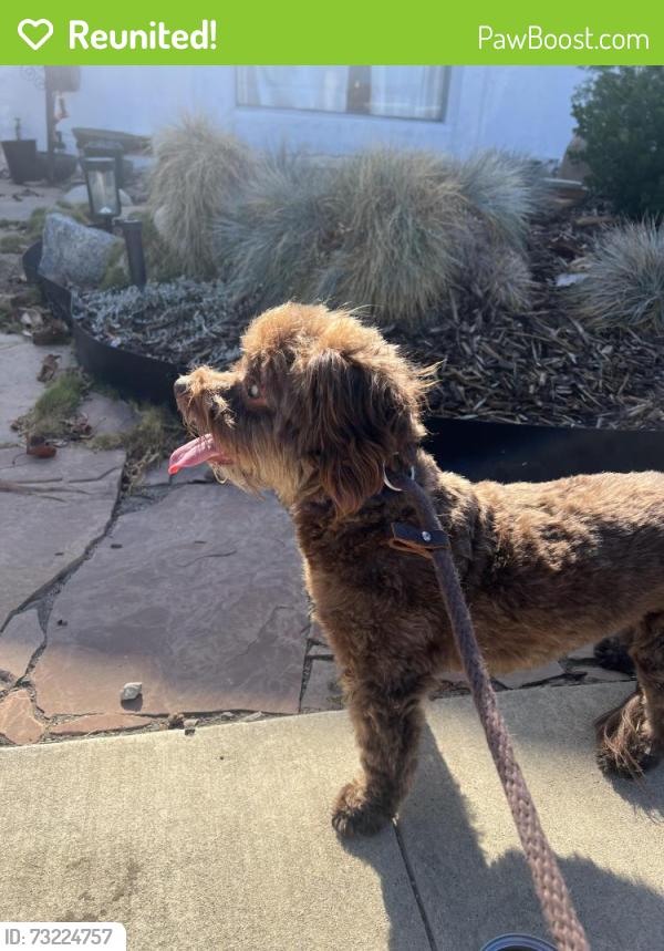 Reunited Unknown Dog last seen Gaviota and Bixby, Long Beach, CA 90807