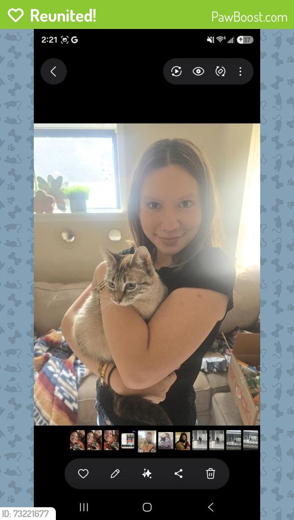 Reunited Female Cat last seen Krispy cream, Spokane Valley, WA 99216
