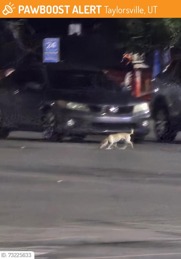Found/Stray Unknown Dog last seen Near south redwood road, Taylorsville, UT 84123