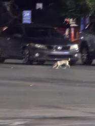 Found/Stray Unknown Dog last seen Near south redwood road, Taylorsville, UT 84123