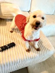 Lost Female Dog last seen Woodridge and winkler dr, Houston, TX 77087