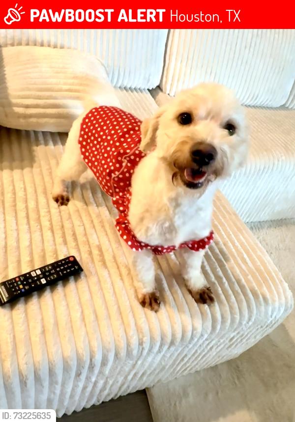 Lost Female Dog last seen Woodridge and winkler dr, Houston, TX 77087