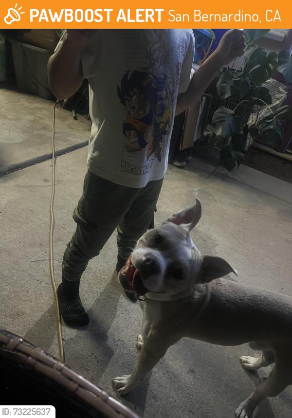 Found/Stray Male Dog last seen Pacific, San Bernardino, CA 92404