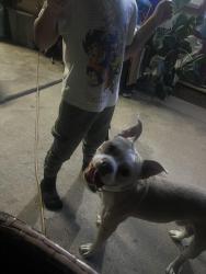 Found/Stray Male Dog last seen Pacific, San Bernardino, CA 92404