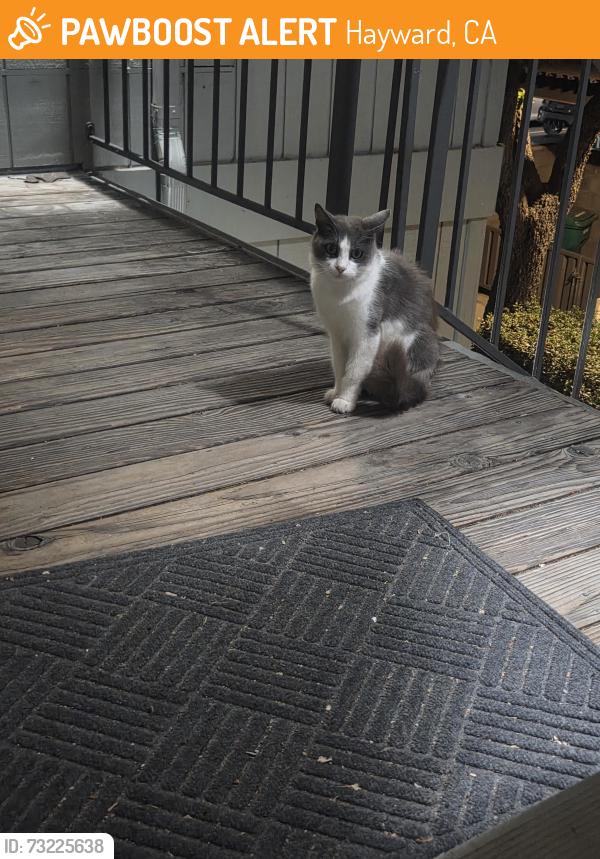 Found/Stray Unknown Cat last seen Depot rd and industrial blvd, Hayward, CA 94544