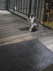 Found/Stray Unknown Cat last seen Depot rd and industrial blvd, Hayward, CA 94544