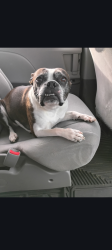 Lost Female Dog last seen Near w parks hwy, Wasilla, AK 99623