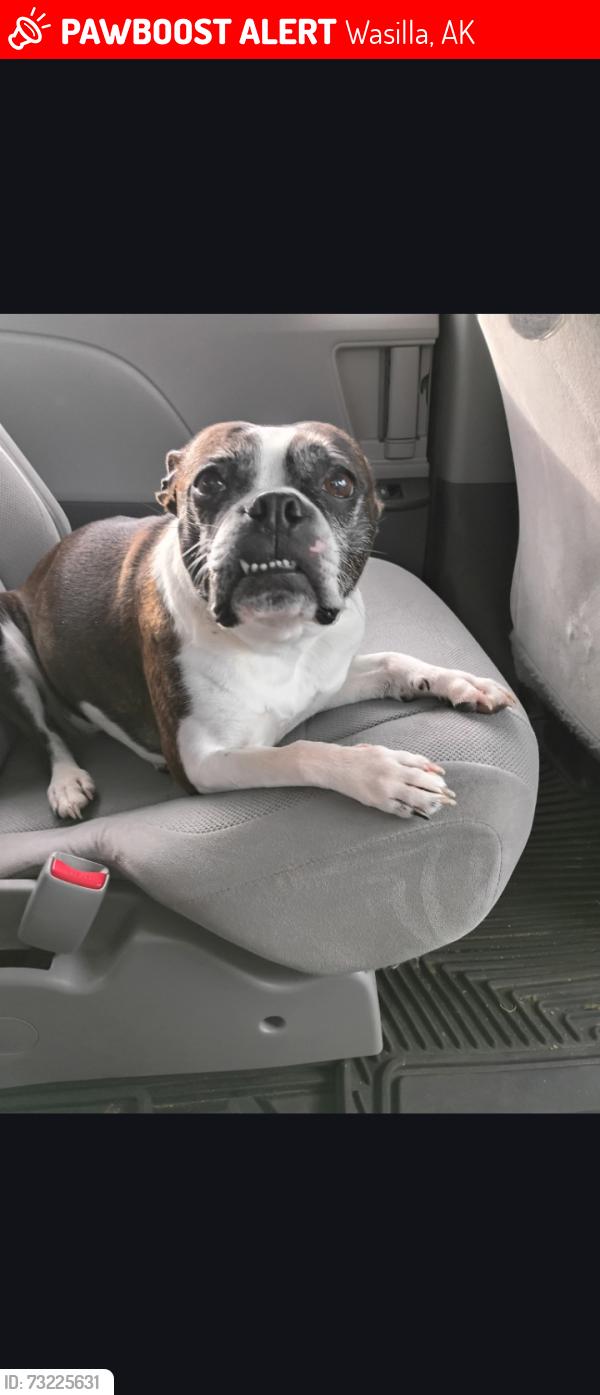 Lost Female Dog last seen Near w parks hwy, Wasilla, AK 99623