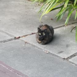 Found/Stray Unknown Cat last seen Bernardo & McKinley, Sunnyvale, CA 94086