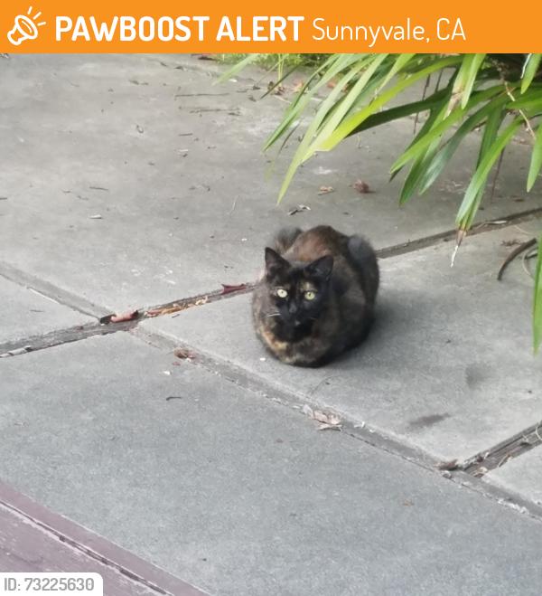 Found/Stray Unknown Cat last seen Bernardo & McKinley, Sunnyvale, CA 94086