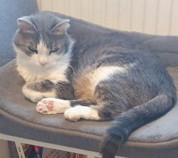 Reunited Male Cat last seen Oldbury court park, Bristol City, England BS16 2WB