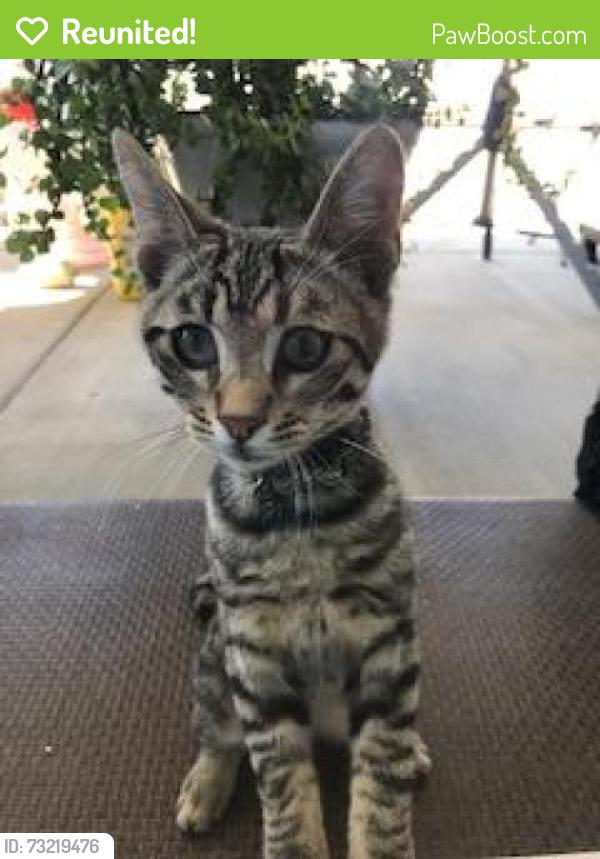 Reunited Unknown Cat last seen East 65th St and Ave S Palmdale, Palmdale, CA 93552