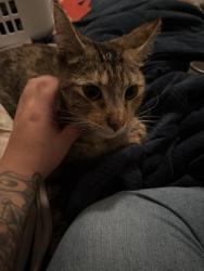 Reunited Female Cat last seen Clark university, Worcester, MA 01610