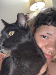 Reunited Male Cat last seen lake mead and delweb, Las Vegas, NV 89134