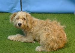 Shelter Stray Female Dog last seen , 216 W Victoria St, Gardena, CA 90248, USA
