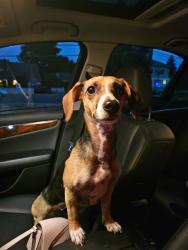 Reunited Female Dog last seen 106th & 40 Ave SW, Seattle, WA 98146