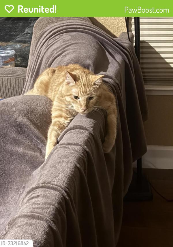 Reunited Male Cat last seen Catta verdera golf course, Lincoln, CA 95648