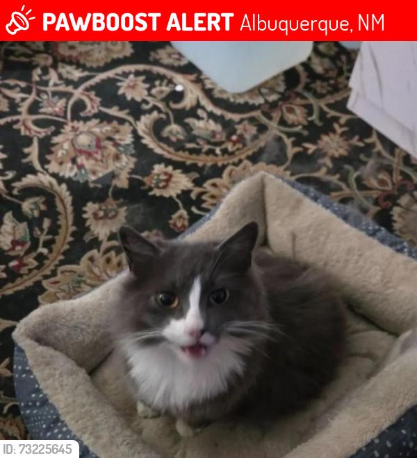 Lost Female Cat last seen Loma Hermosa and Glenrio, Albuquerque, NM 87105