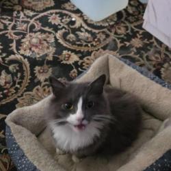 Lost Female Cat last seen Loma Hermosa and Glenrio, Albuquerque, NM 87105
