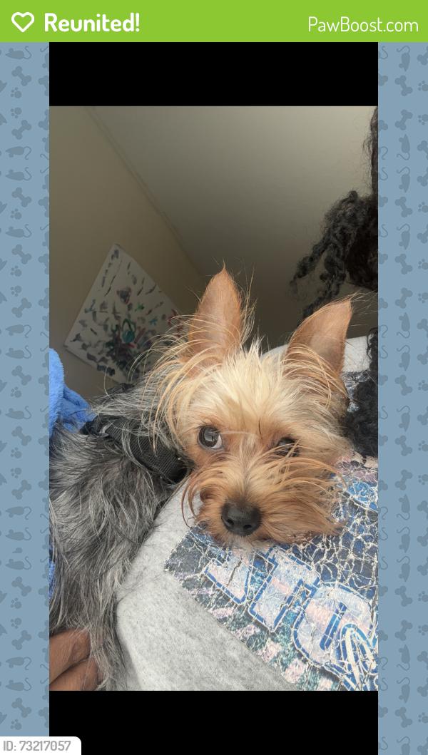 Reunited Female Dog last seen Near Bluff ave Nlv 89032, Las Vegas, NV 89108