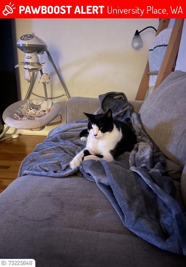 Lost Female Cat last seen 31st street w, University Place, WA 98466