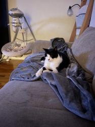 Lost Female Cat last seen 31st street w, University Place, WA 98466