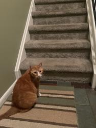 Reunited Female Cat last seen Highland dr Pottsville, Pottsville, PA 17901