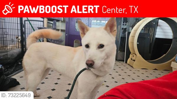 Lost Female Dog last seen Near Bradshaw, Center, TX 75935