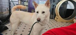 Lost Female Dog last seen Near Bradshaw, Center, TX 75935