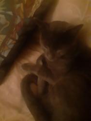 Found/Stray Male Cat last seen King Drive and Junipero Serra in Daly City, Daly City, CA 94015