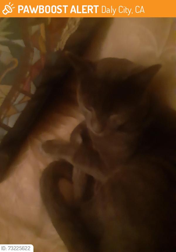 Found/Stray Male Cat last seen King Drive and Junipero Serra in Daly City, Daly City, CA 94015