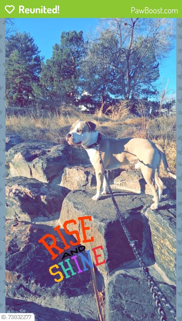Reunited Male Dog last seen Evans and tejon, Denver, CO 80223