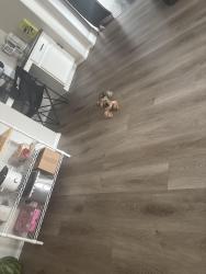 Reunited Female Dog last seen Cherry Tree, Schertz, TX 78108