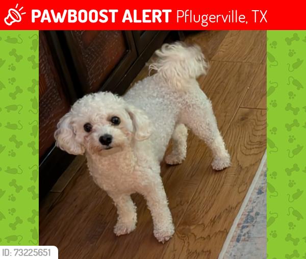 Lost Female Dog last seen Dunes Drive, Ventana Ct, Amen Corner, Blackhawk Golf Course all in Pflugerville TX, Pflugerville, TX 78660