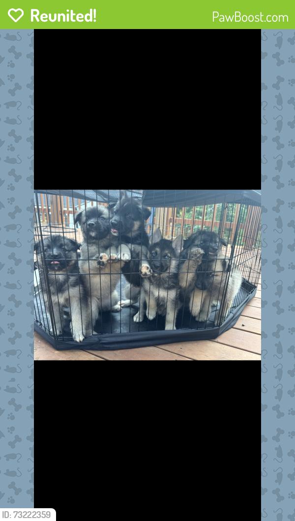 Reunited Unknown Dog last seen spanaway, Washington, Spanaway, WA 98445