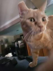 Reunited Female Cat last seen Girard/ midway, Hemet, CA 92544