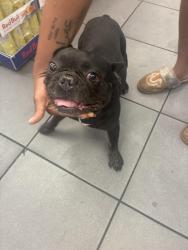 Lost Male Dog last seen Circle Store, Las Vegas, NV 89102