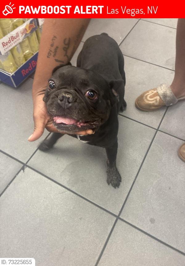 Lost Male Dog last seen Circle Store, Las Vegas, NV 89102
