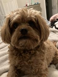 Lost Female Dog last seen Lakebrook and Wolf and Brook Hills, Orland Park, IL 60467