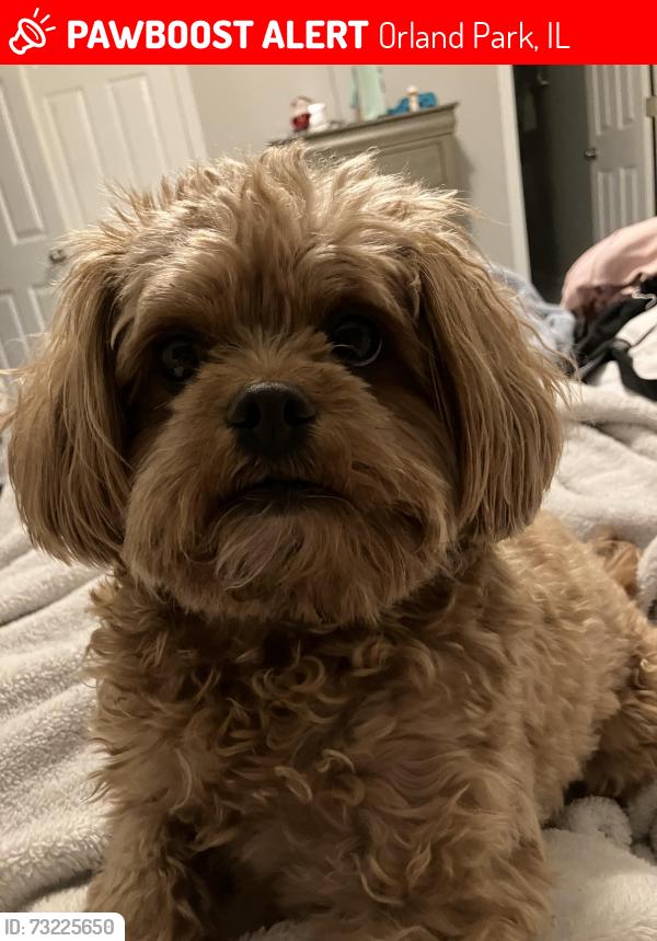 Lost Female Dog last seen Lakebrook and Wolf and Brook Hills, Orland Park, IL 60467
