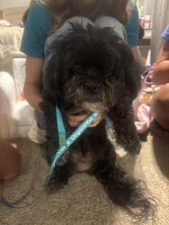 Found/Stray Female Dog last seen Panera Bread on Oracle, Oro Valley, AZ 85704